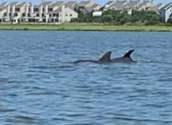 little assawoman dolphins web