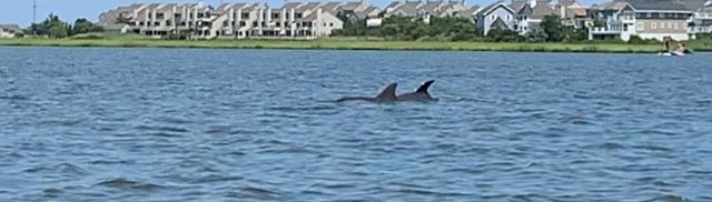 little assawoman dolphins web