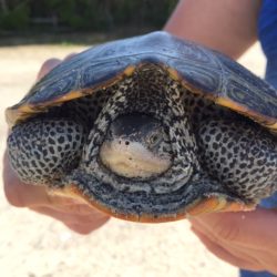 terrapin