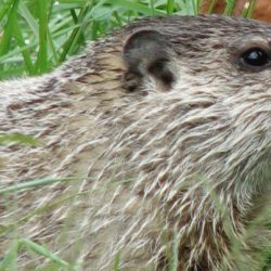 groundhog