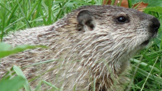 groundhog