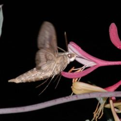 moth honeysuckle