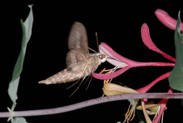 moth honeysuckle