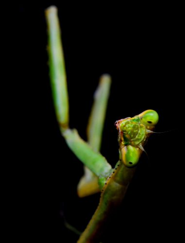 praying mantis