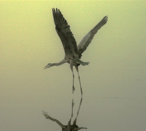 Heron in Flight web