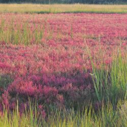 Salt Wort2-2