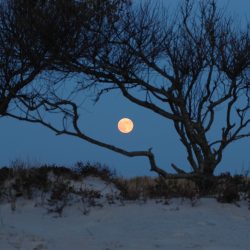moon rise assateague2 web
