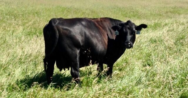 cow