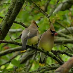 cedar waxwing2