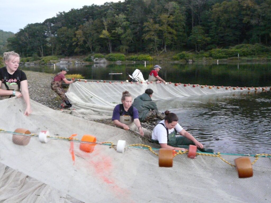 a group of people seining for shad along the river