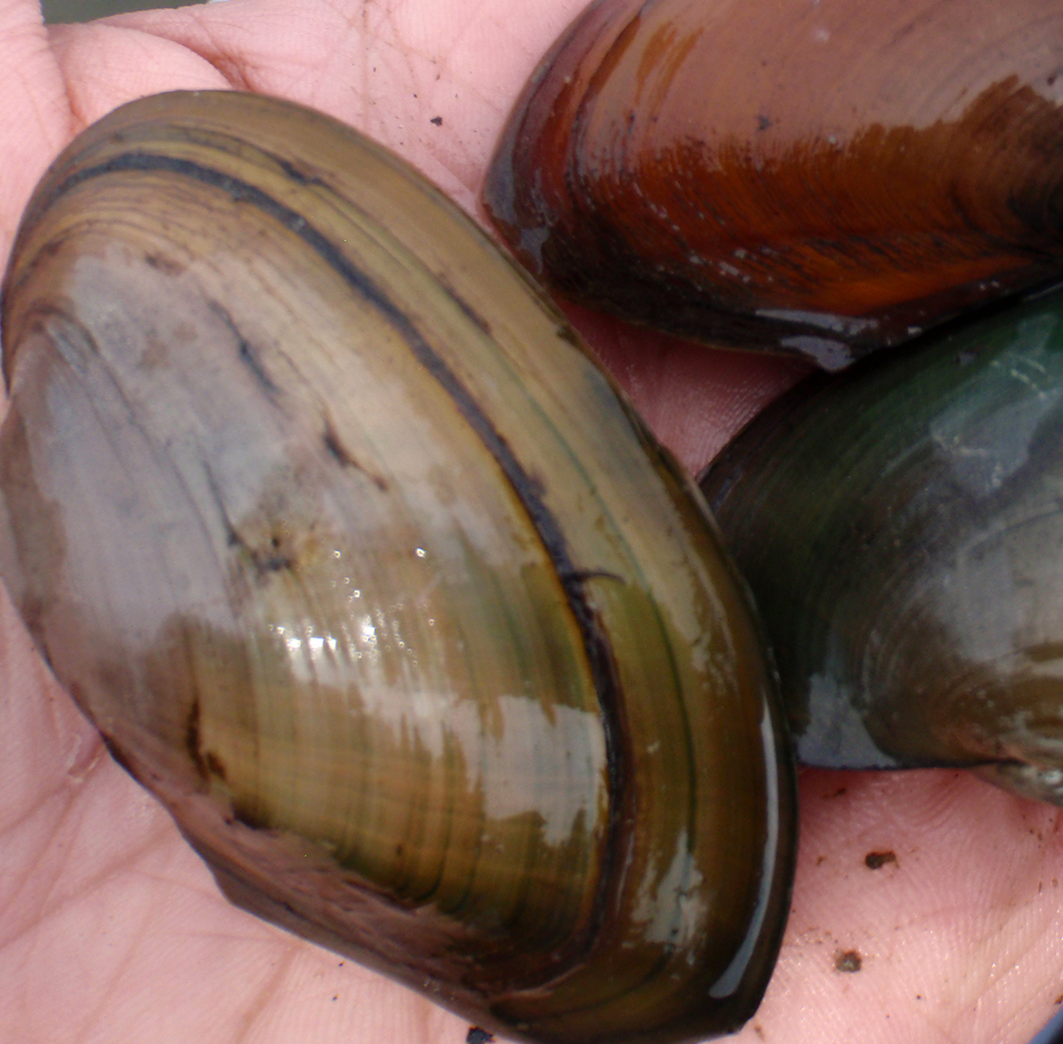 Freshwater Mussels Science & Research Initiatives | Partnership for the ...