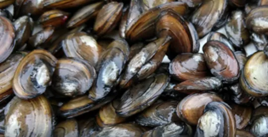 Freshwater Mussels Science & Research Initiatives | Partnership for the ...
