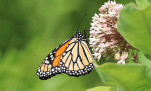 Following the Monarch Butterfly Following the Monarch Butterfly