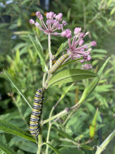 Following the Monarch Butterfly Monarch butterfly caterpillars on a milkweed plant
