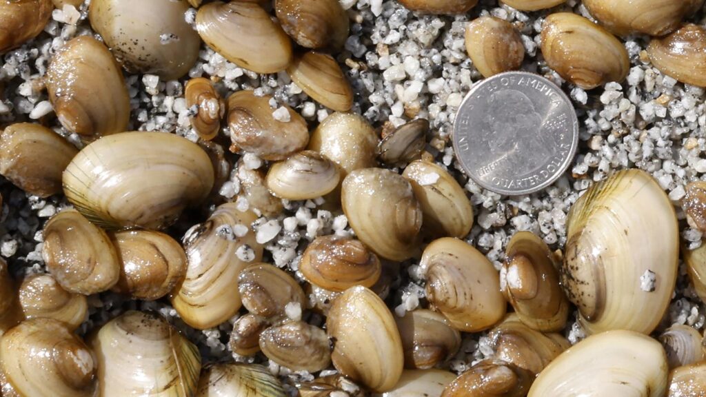 Mussel Power: The Importance of Freshwater Mussels Mussel Power: The Importance of Freshwater Mussels