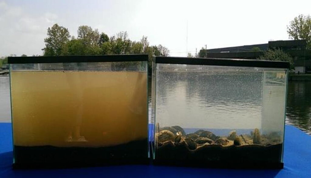 Mussel Power: The Importance of Freshwater Mussels Mussel Power: The Importance of Freshwater Mussels