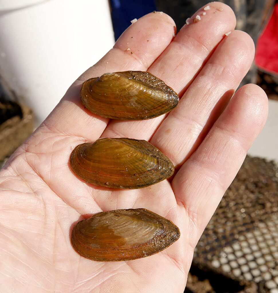 Mussel Power: The Importance of Freshwater Mussels Mussel Power: The Importance of Freshwater Mussels