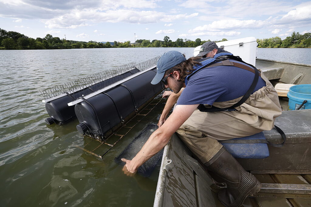 Mussel Power: The Importance of Freshwater Mussels Mussel Power: The Importance of Freshwater Mussels