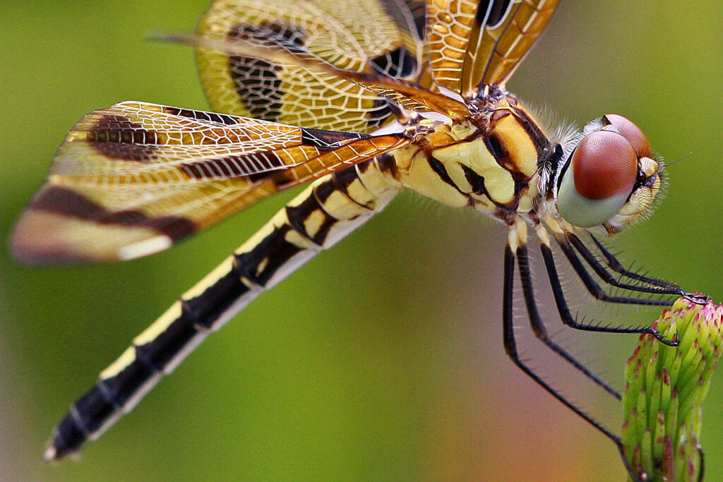 Need a Scary Costume? Channel the Pennant Dragonfly this Halloween! Need a Scary Costume? Channel the Pennant Dragonfly this Halloween!