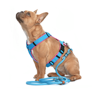 Collars & Harnesses