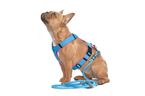 Collars & Harnesses