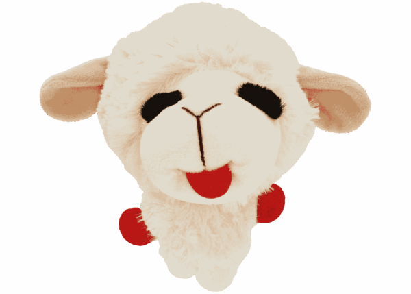 a white sheep with a red tag on it's ear