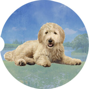 GOLDENDOODLE LAYING CAR COASTERS