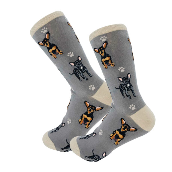 CHIHUAHUA, BLACK SOCKS