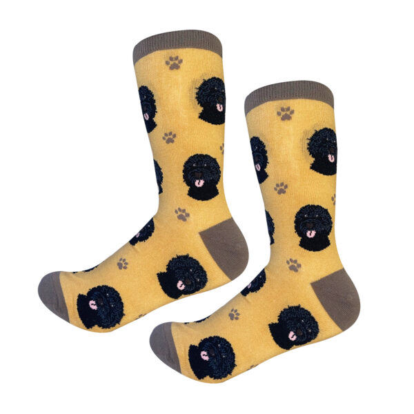 LABRADOODLE, BLACK SOCKS