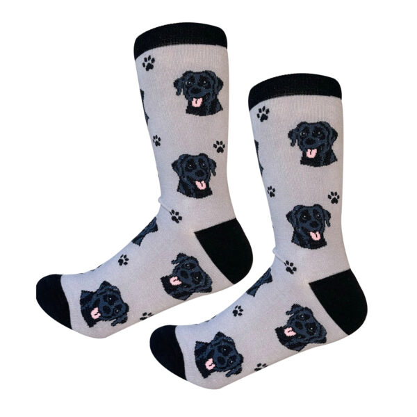 LABRADOR, BLACK SOCKS