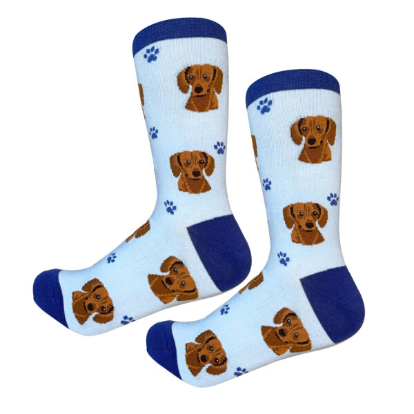 DACHSHUND, RED SOCKS