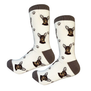 CHIHUAHUA , BLACK SOCKS