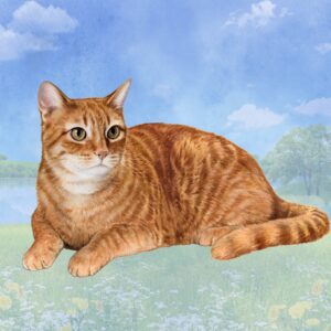 TABBY ORANGE HOME COASTERS