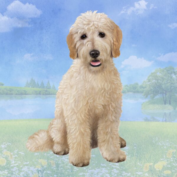 GOLDENDDOODLE   HOME COASTERS