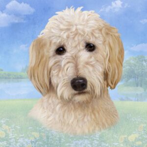 GOLDENDOODLE SITTING HOME COASTERS