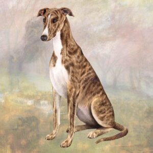 GREYHOUND SETTING HOME COASTERS