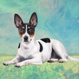RAT TERRIER LAYING HOME COASTERS