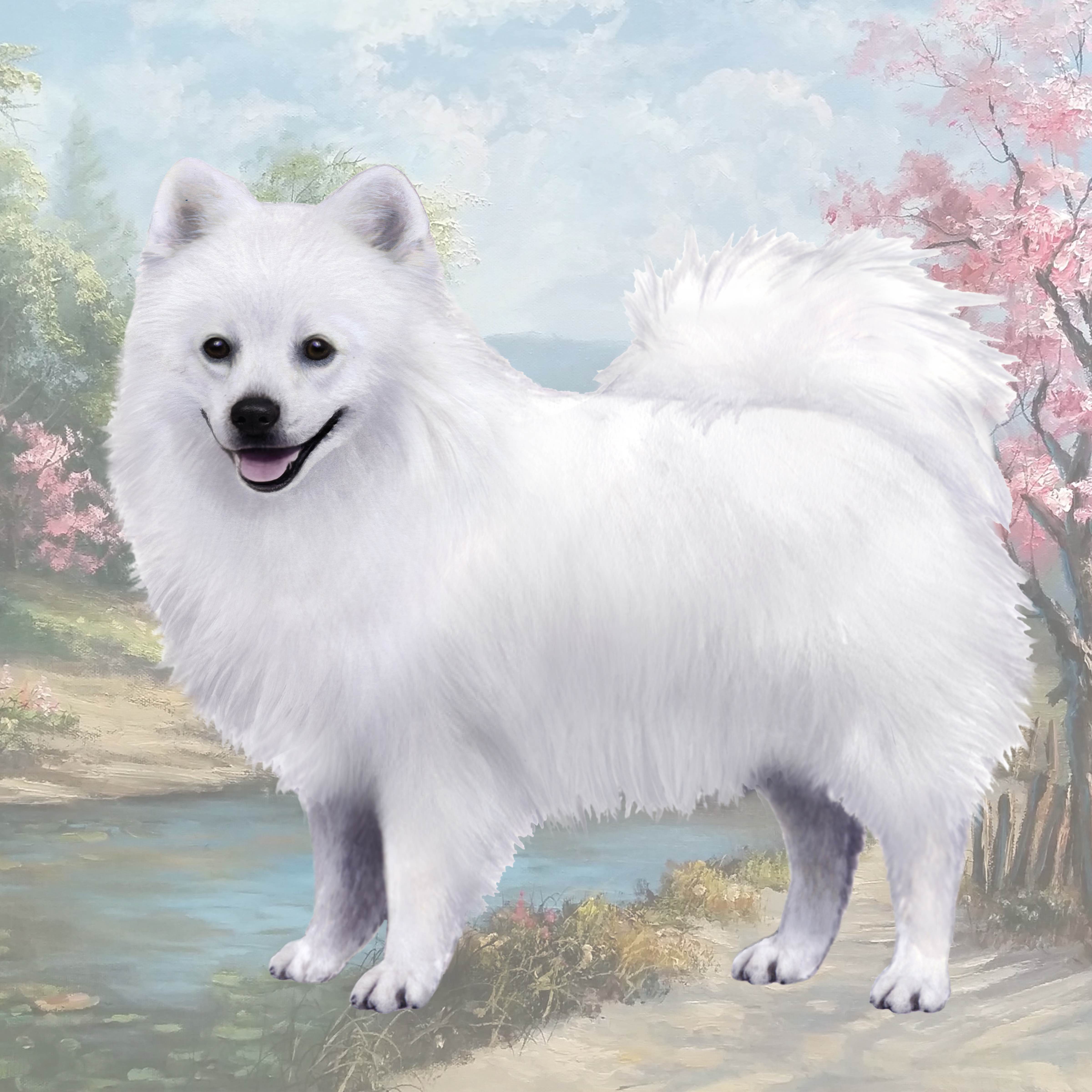 AMERICAN ESKIMO DOG, STANDING HOME COASTERS