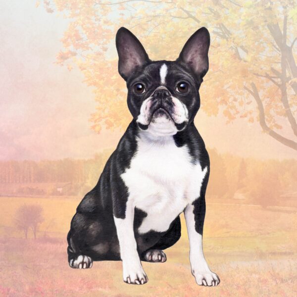 BOSTON TERRIER SITTING HOME COASTERS