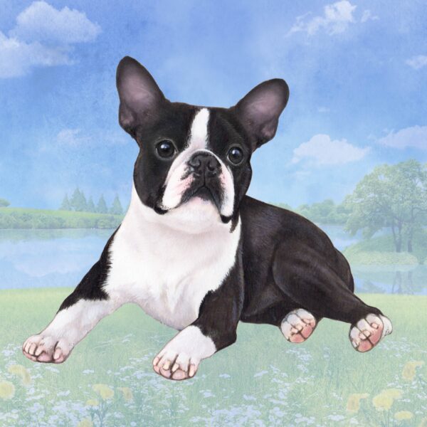 BOSTON TERRIER LAYING HOME COASTERS