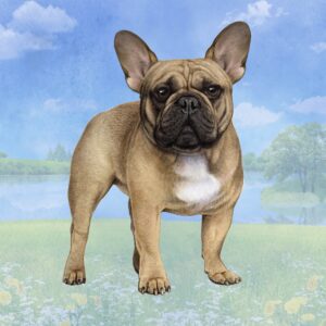 FRENCH BULLDOG   HOME COASTERS