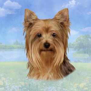 YORKIE HOME COASTERS