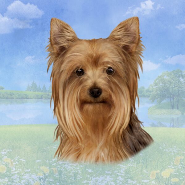 YORKIE HOME COASTERS