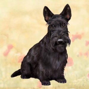 SCOTTISH TERRIER_SITTING HOME COASTERS