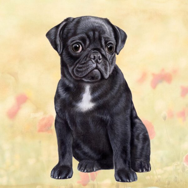 PUG_BLACK SITTING HOME COASTERS