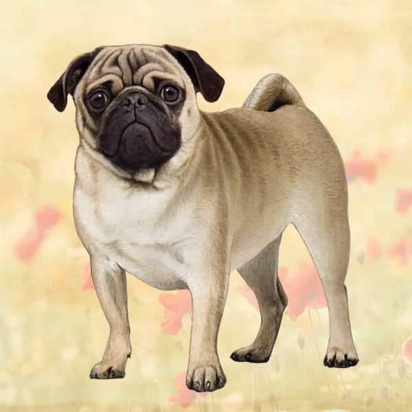 PUG TAN STANDNG HOME COASTERS