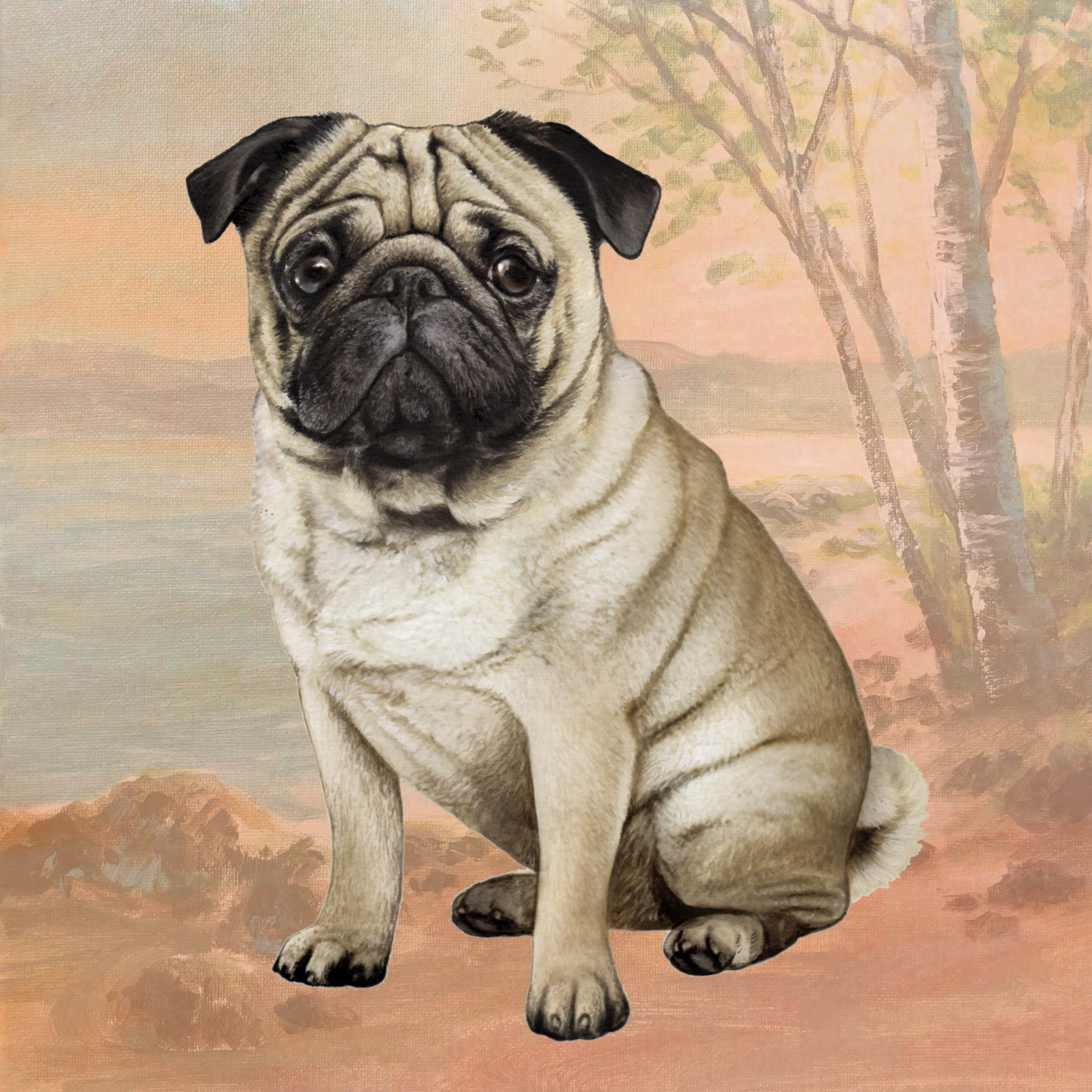 PUG, TAN SITTING HOME COASTERS