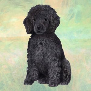 POODLE, BLACK HOME COASTERS