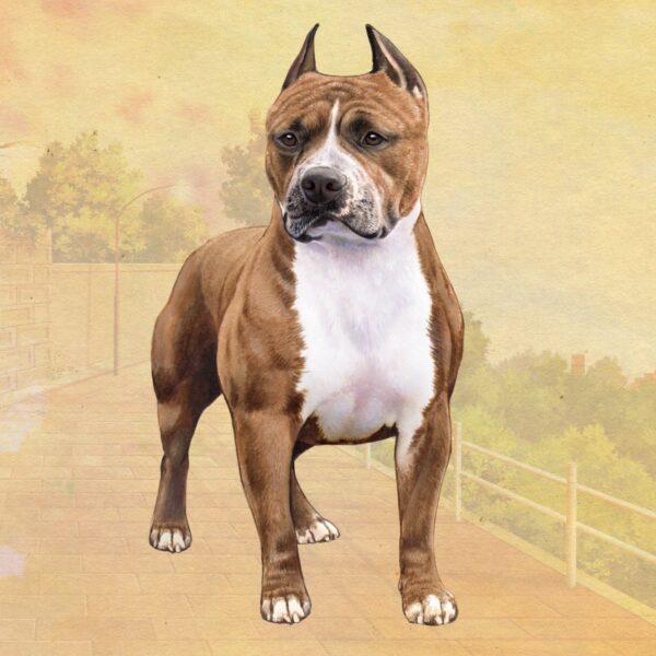 PITBULL STANDING HOME COASTERS