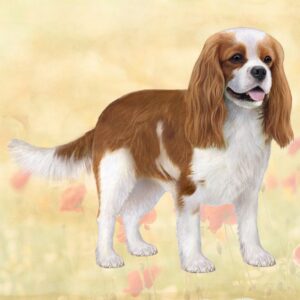 CAV KING CHARLES TRI COLOR, STANDING HOME COASTERS